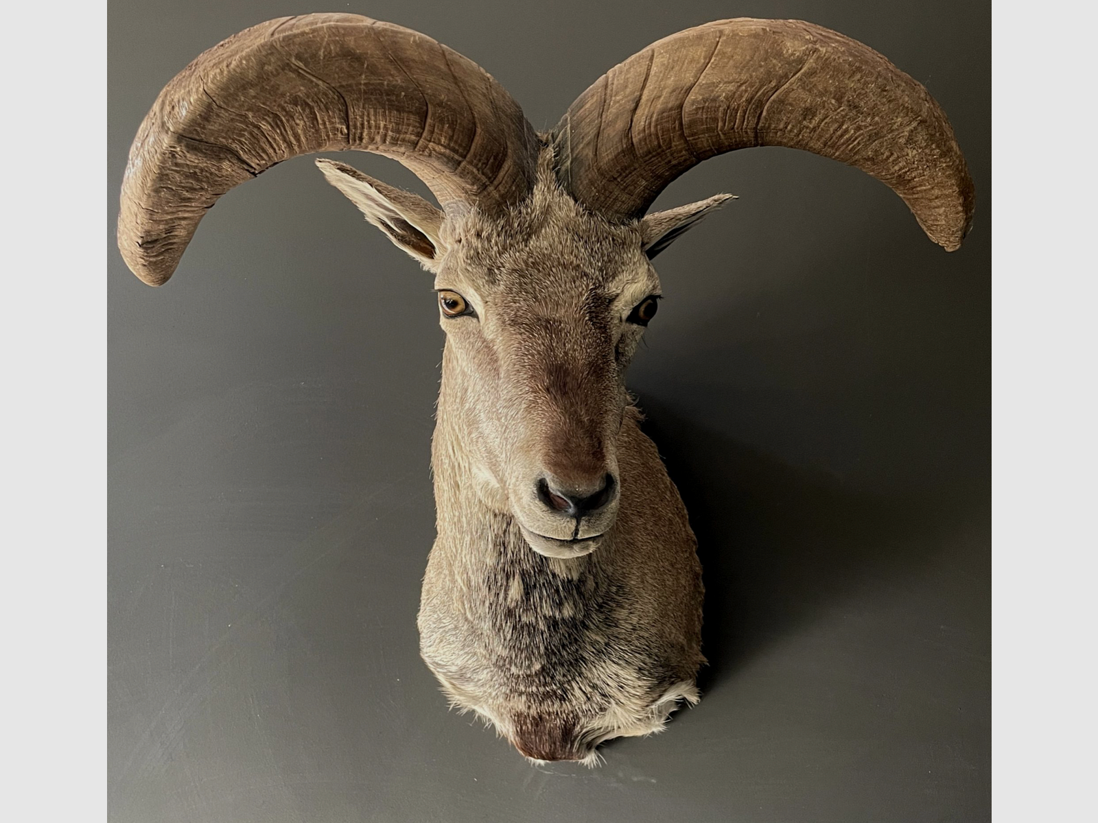 Taxidermie shouldermount Large Blue sheep, afbeelding 2 van 3