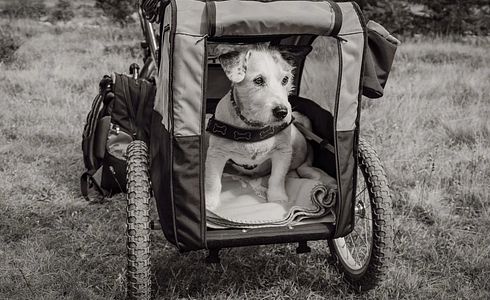 Die besten Transportboxen für Hunde: Eine ausführliche Betrachtung