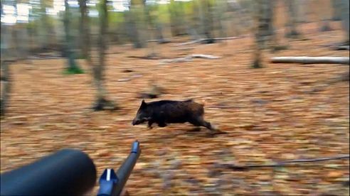 Des scènes de rêve en battues de sangliers : CHASSE HD !