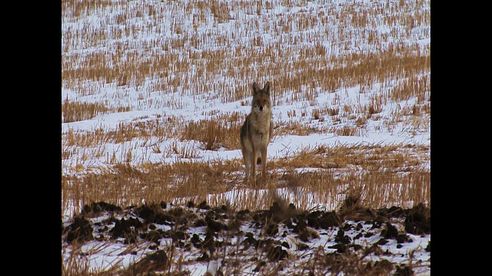 Coyote Hunt 2015 (ND)