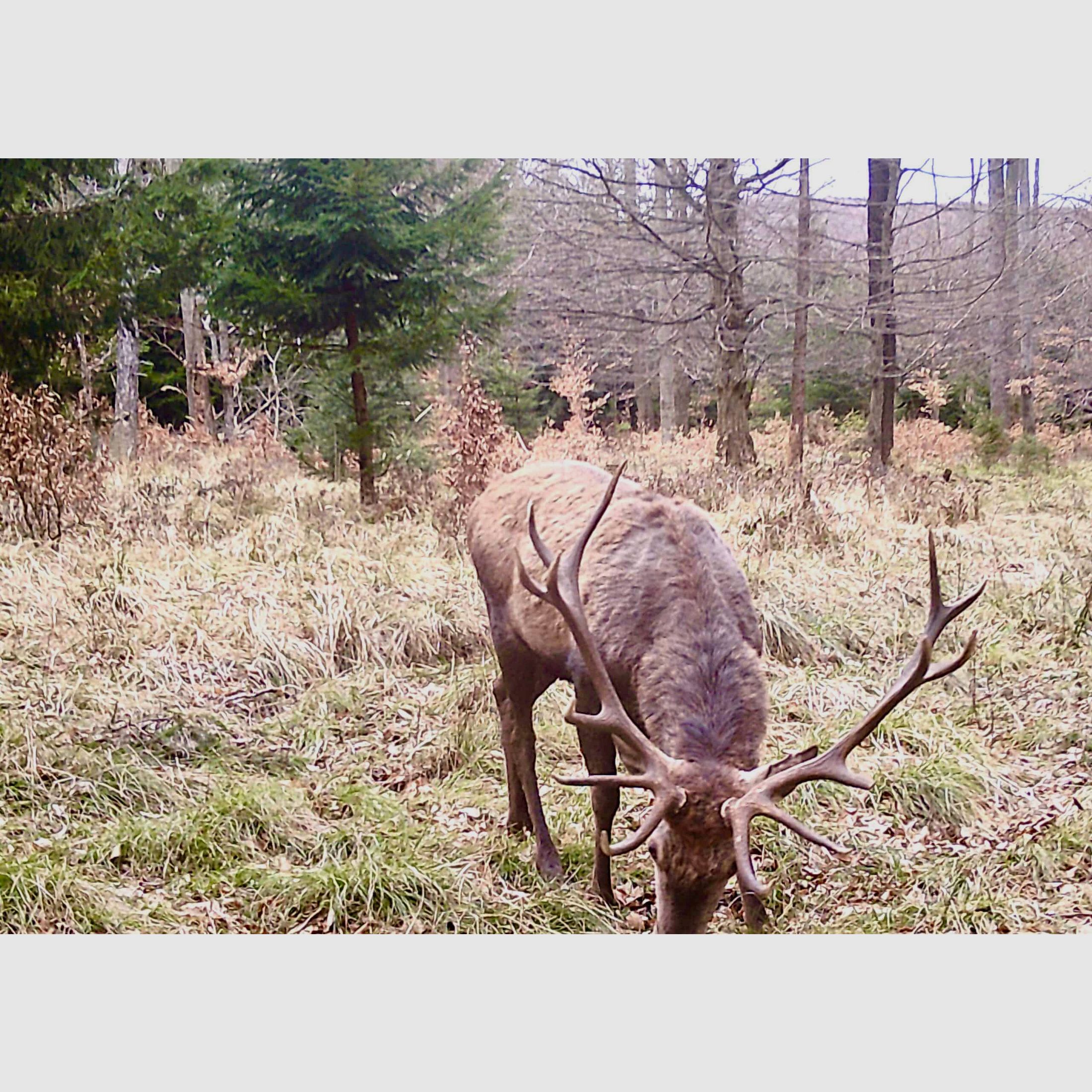 Jagd&shy;kurs – Intensivkurs Osterferien 2027, Bild 3 von 9