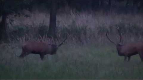 Rotwild Brunft Darß . Hirsch Fuchs und Sau.  Deerhunting.