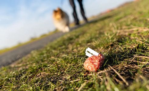 Giftköder - wie du deinen Hund am besten schützt