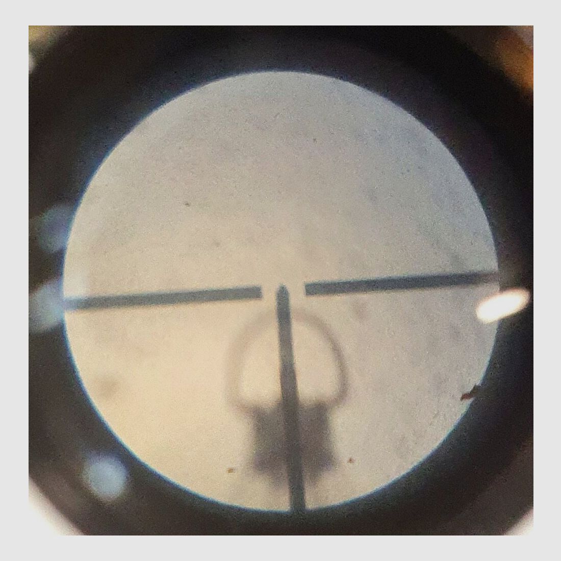 Anschütz single shot