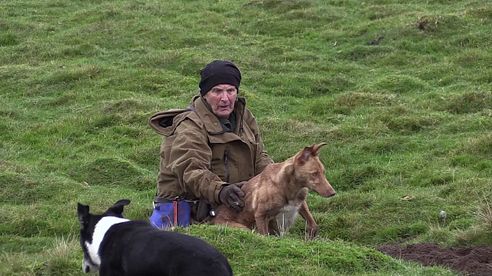 Rabbiting in the Dales