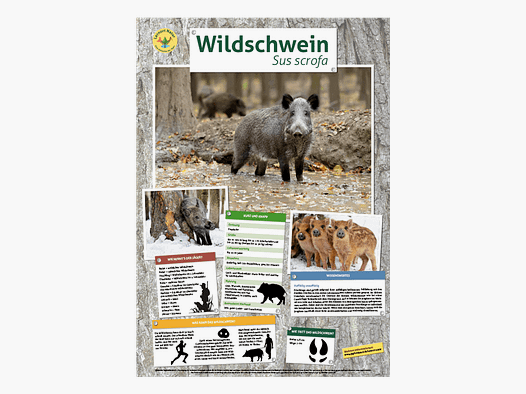Lieu d'apprentissage nature - Affiche de sanglier