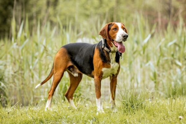 Rasseprofil: Finnischer Laufhund