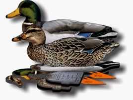 FUD Mallard