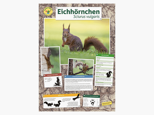 Lernort Natur-Tierposter Eichhörnchen