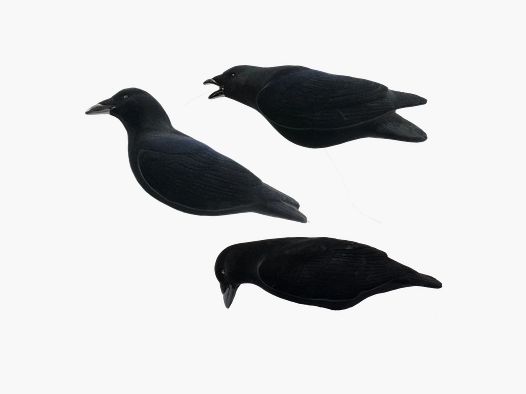 SET DA 3PZ DI STAMPI CORVO FLOCKED