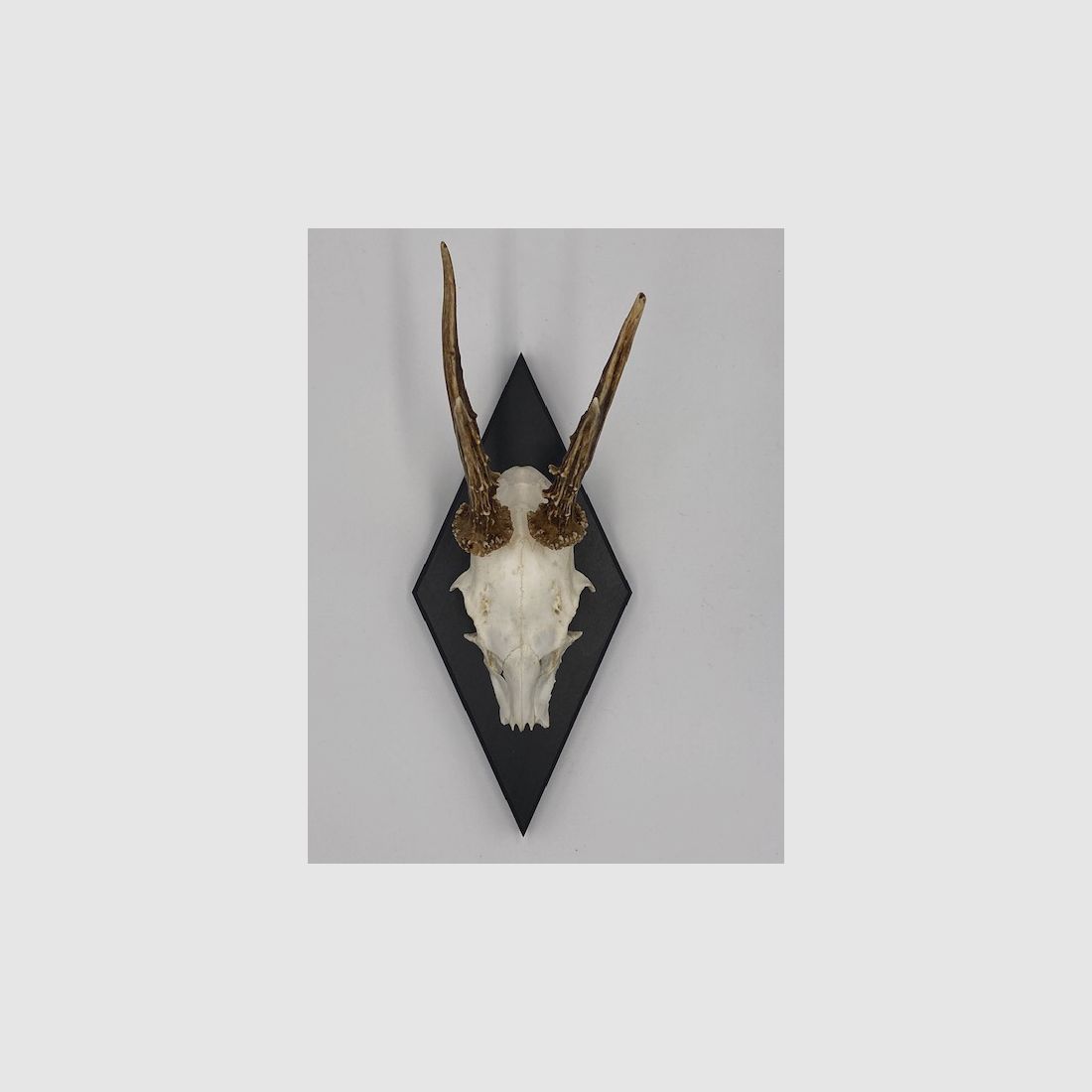 Gehörnbrett - Trophäenbrett Reh Waldemar - Farbe schwarz, grau oder weiß 