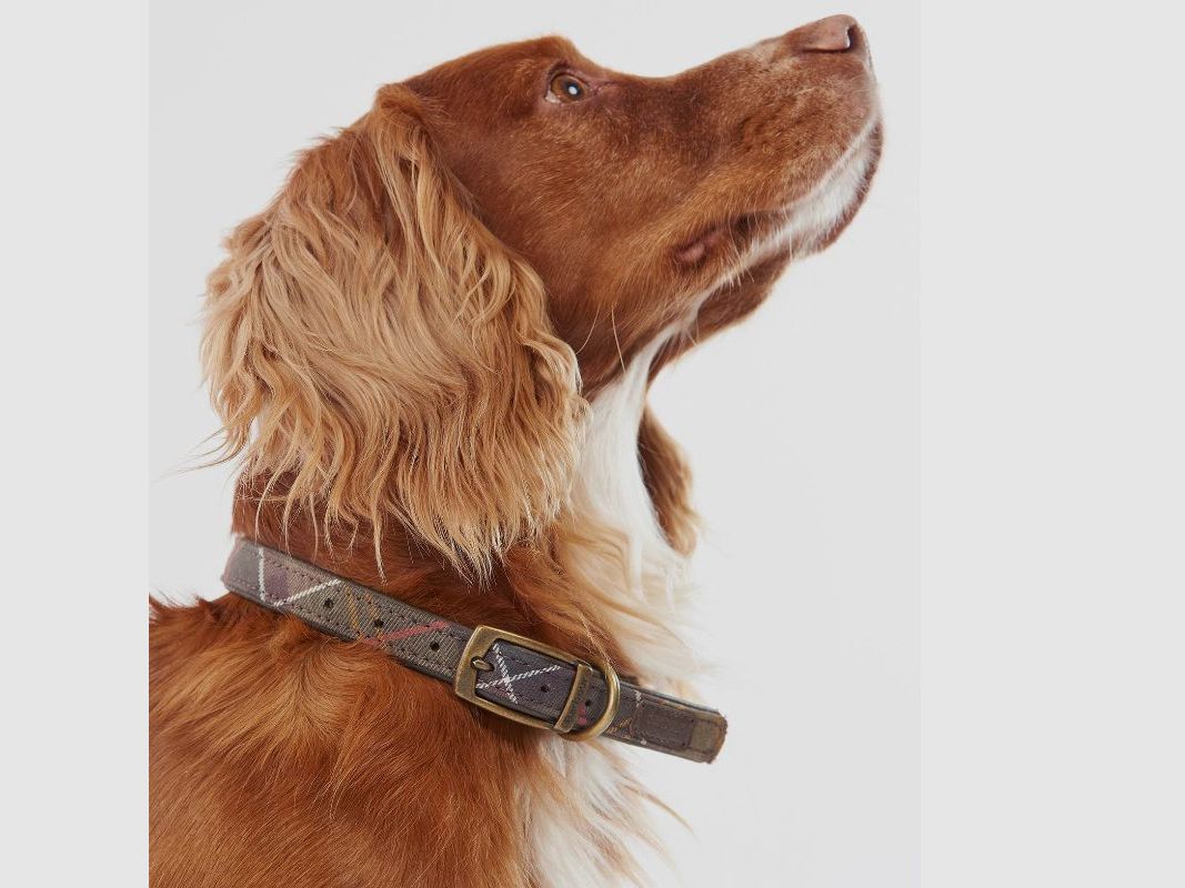 Barbour Hunde Halsband Tartan, Bild 6 von 10