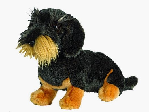 AKAH Rough-haired Dachshund