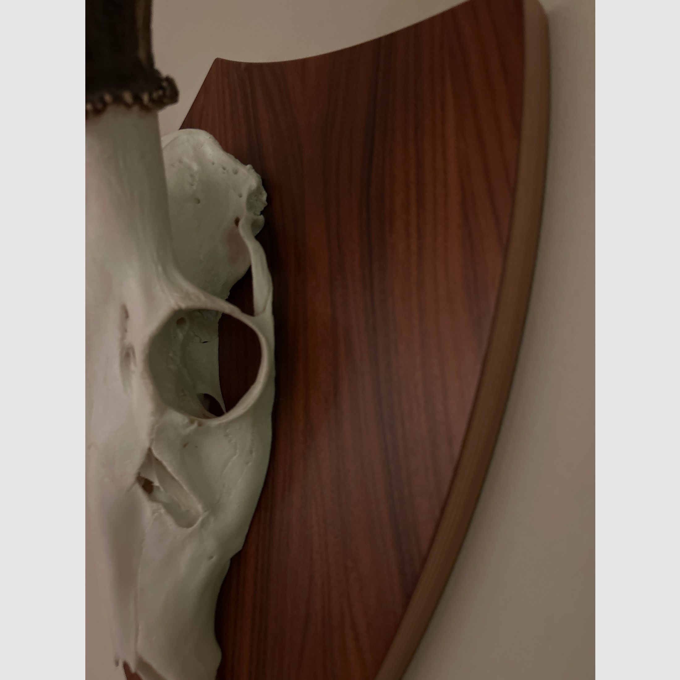 Ich hab aus Kirschbaumholz selbstgemachte Trophäenschilder für Dam- und Sikawild.