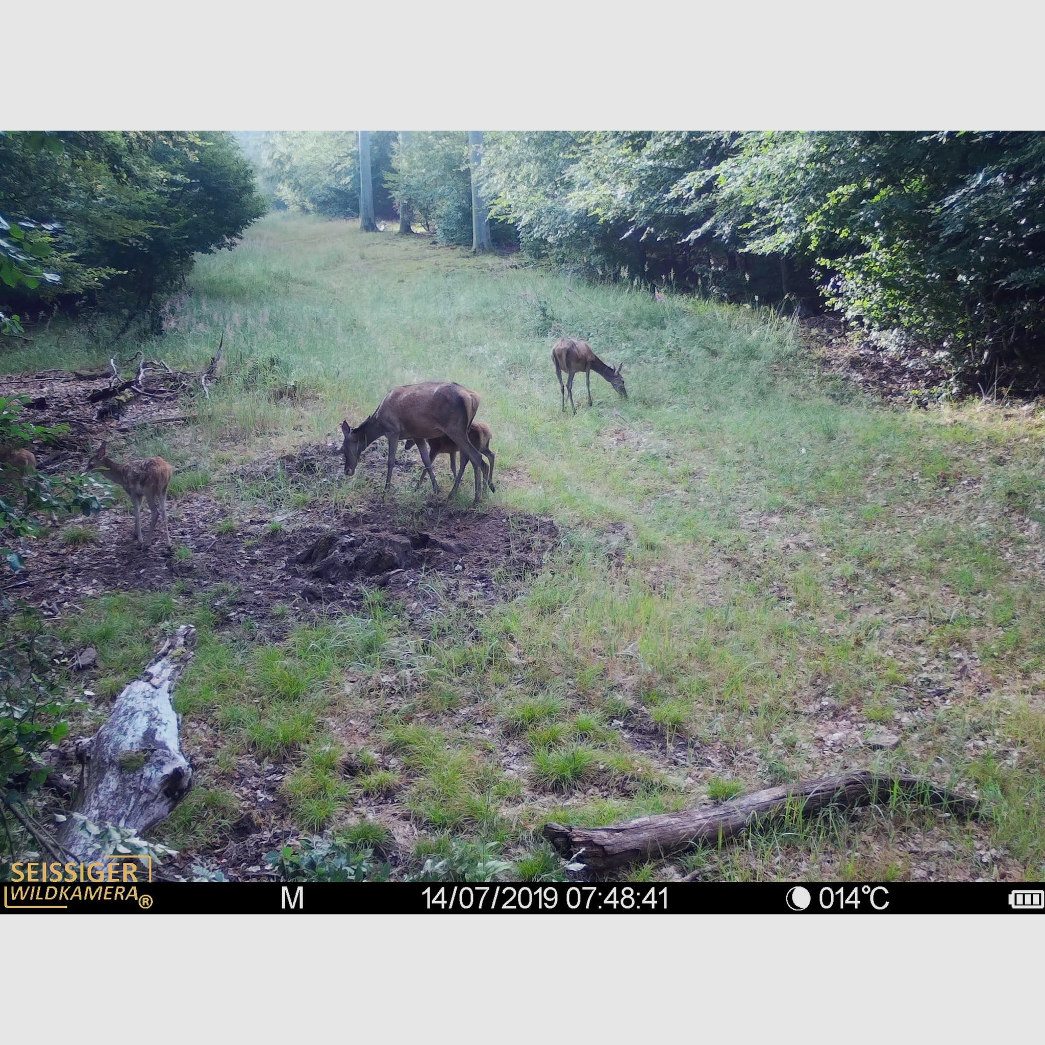 SEISSIGER Special-Cam CLASSIC