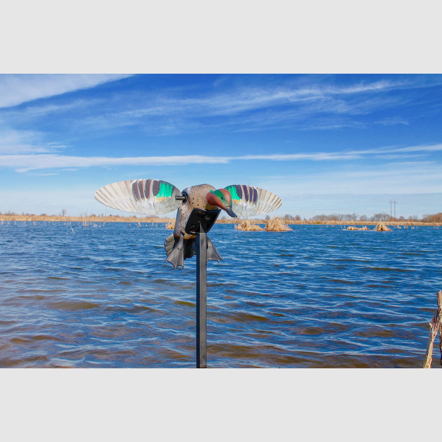 MOJO ES Green Wing Teal