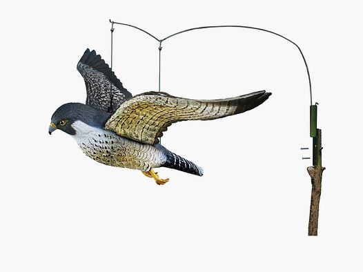 Halcon peregrino volador