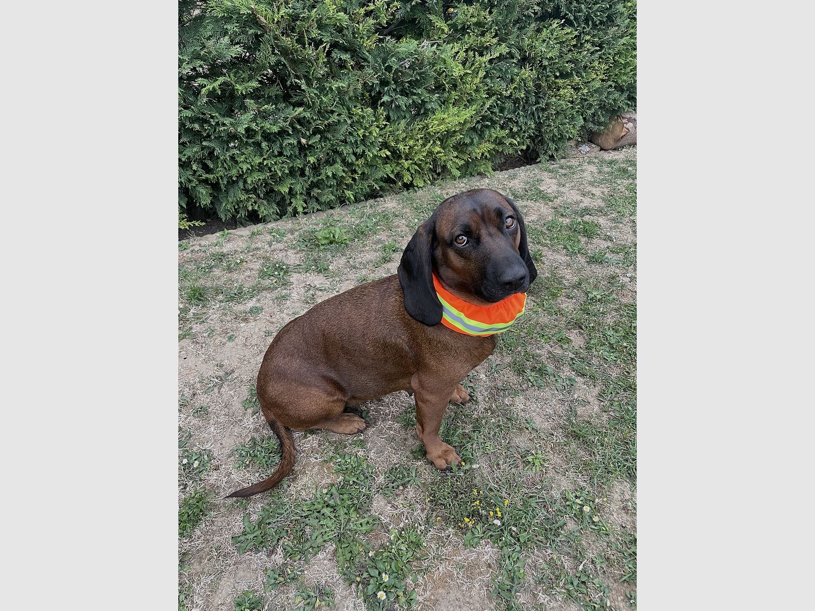 CANTOS Bande de signalisation pour chien housse de protection extensible DogTrace orange, image 2 sur 9