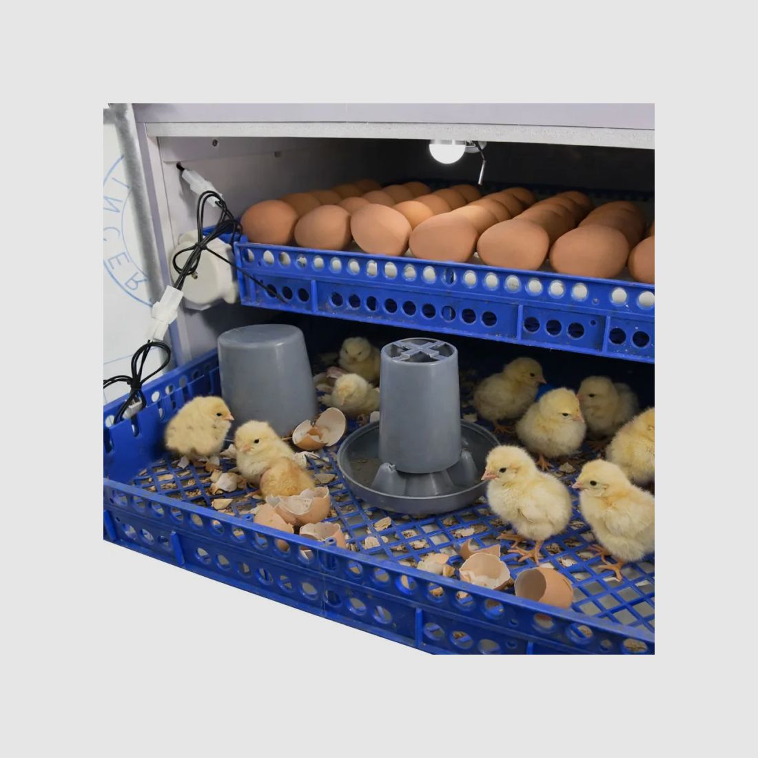 Automatische Brutmaschine Couvitech PRO 136 Eier – 2 Ebenen, Bild 15 von 33