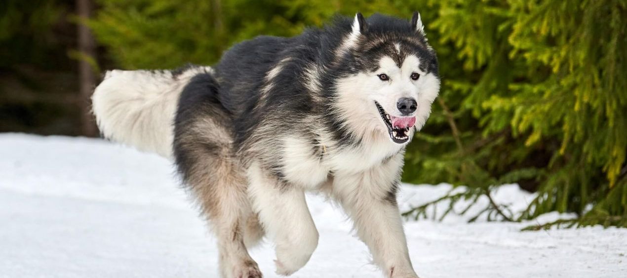 Rasseprofil: Alaskan Malamute
