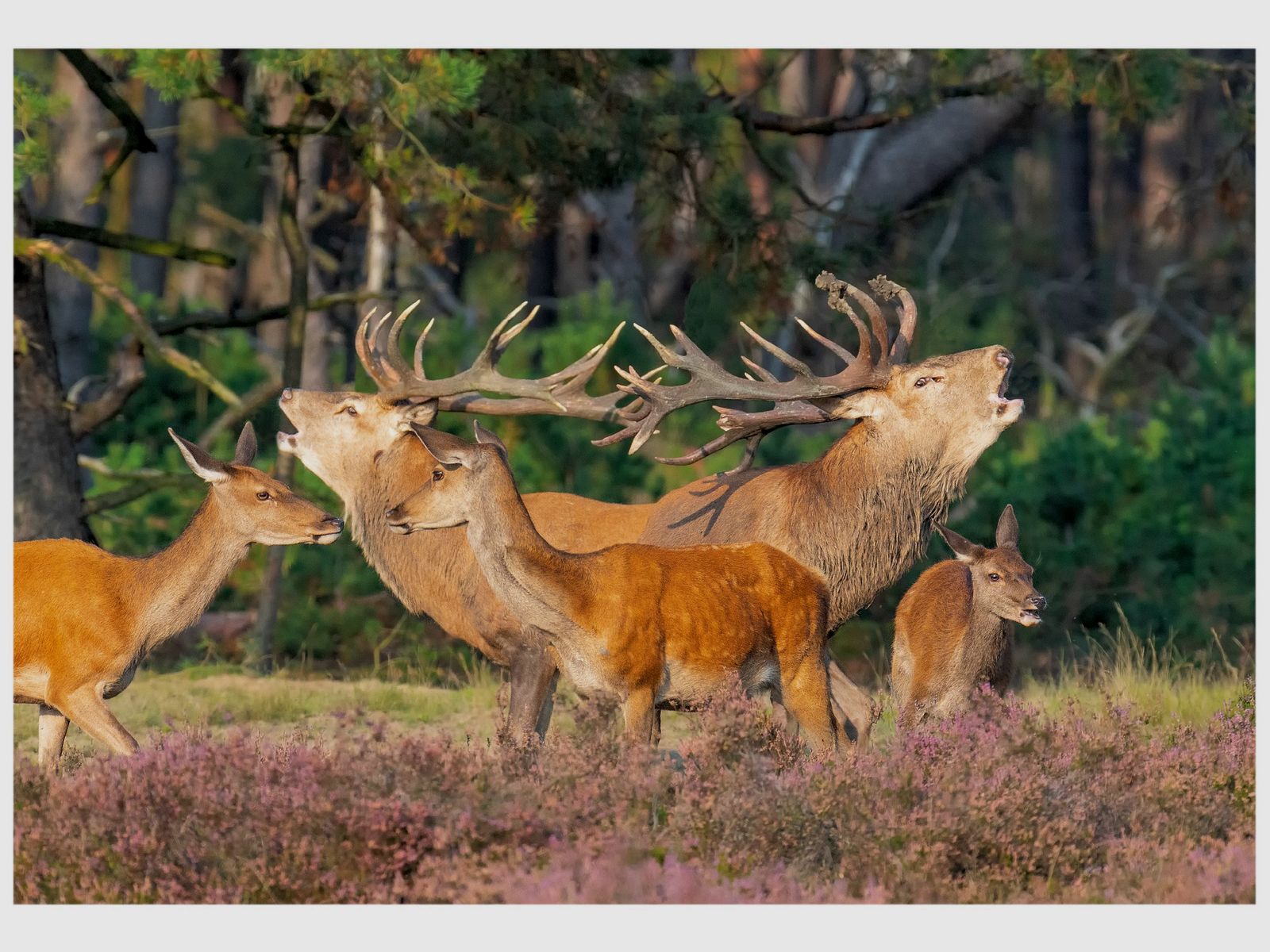 Karta składana z motywem jelenia