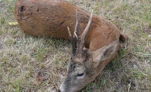 FRANCE ROE BUCK (Chevreuil) 2014 HUNTING (chasse) SEASON by SELADANG