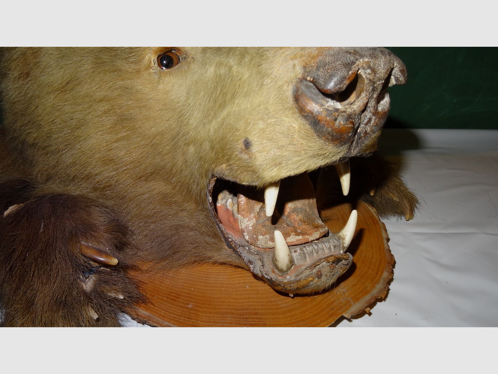 Cabeza de oso, trofeo, preparación como herencia, años 80, decoración