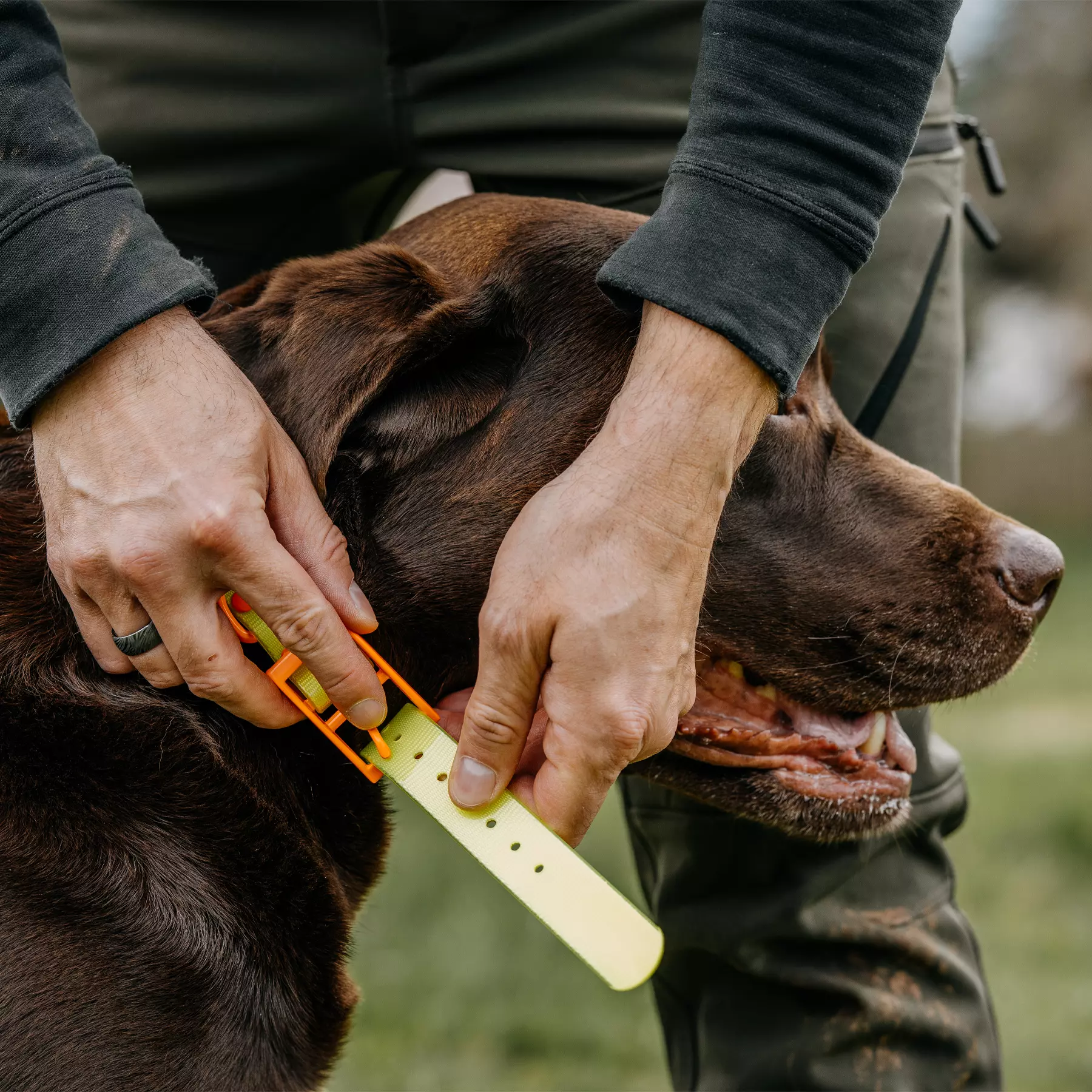 HP&G Collare per cani 25mm Giallo, immagine 2 di 3