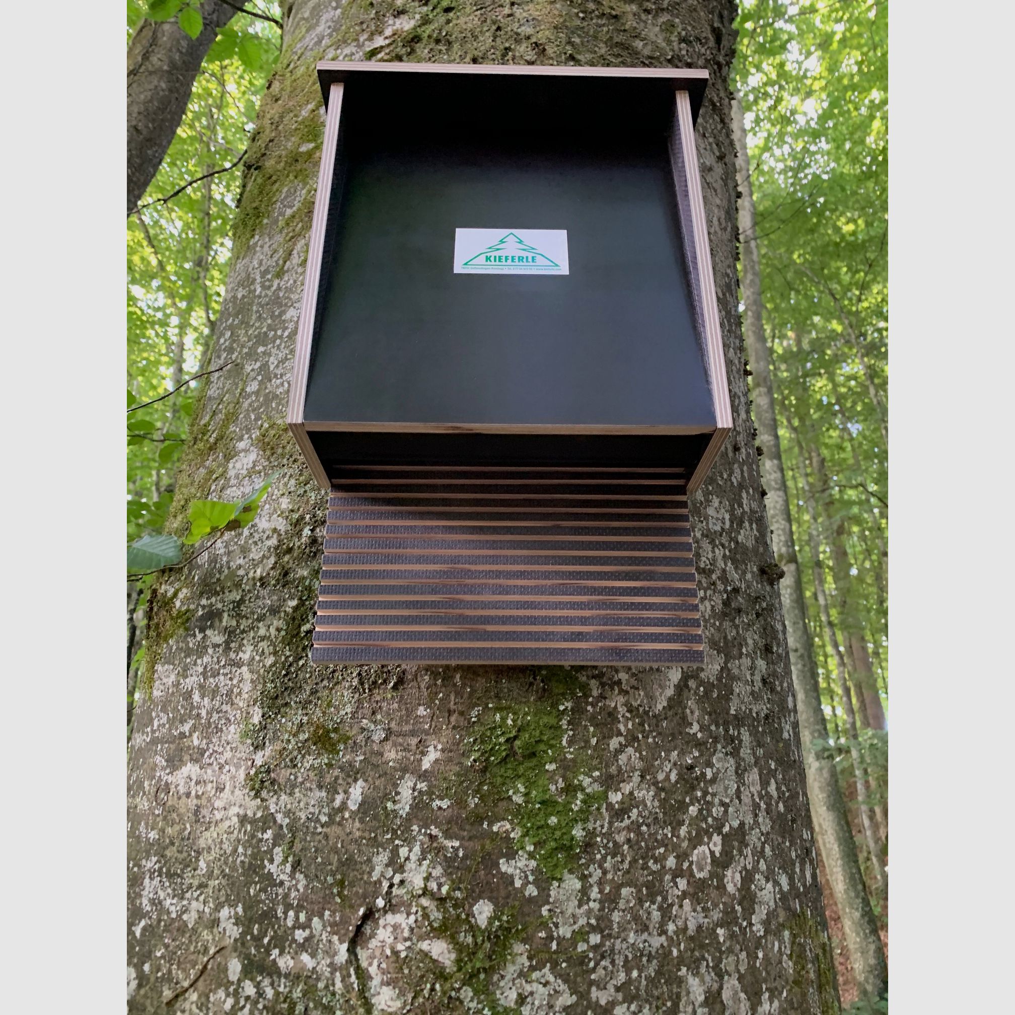 Fledermauskasten