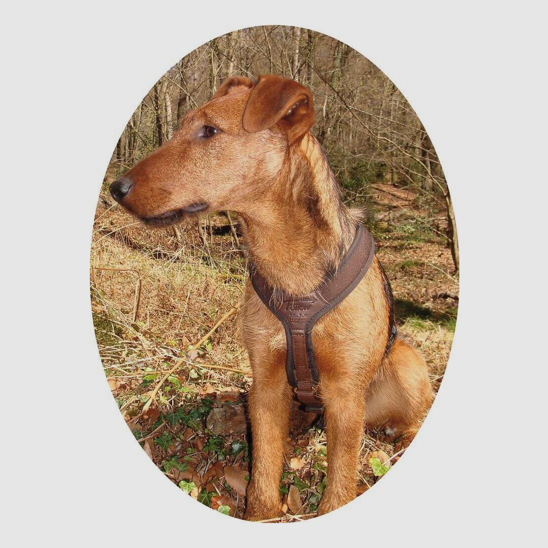 Niggeloh dog harness Follow light