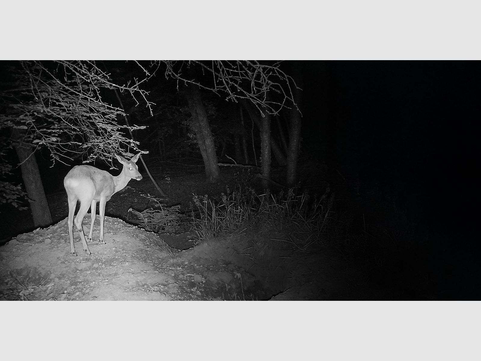 Camera observation ZEISS Secacam 3, image 9 sur 9