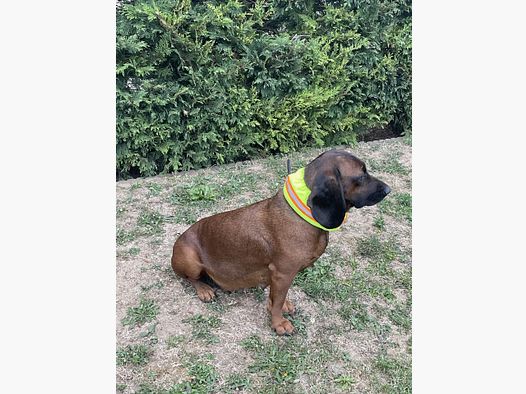 CANTOS Hund Signalband Stretch-Schutzhülle DogTrace Gelb