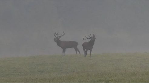 1. Tag Hirschbrunft in Pommern - Polen!