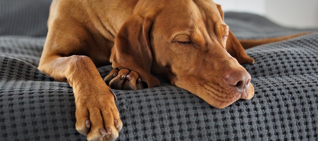 The Most Important Coat Care Products for Your Dog: A Detailed Examination