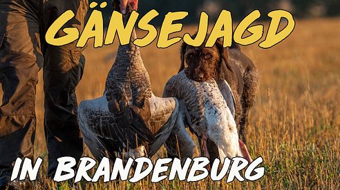 Geartester - Gänsejagd in Brandenburg