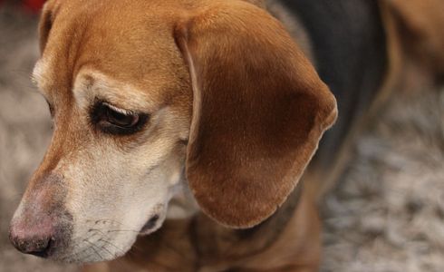 Mein Hund hat Verstopfung - und nun?