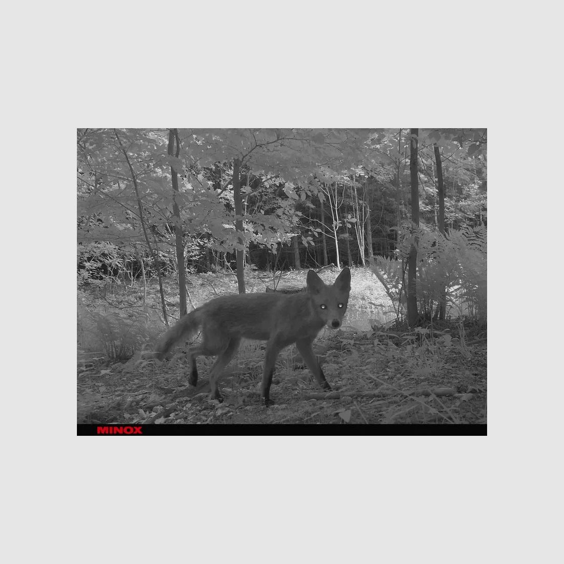 MINOX DTC 1200 Wildkamera