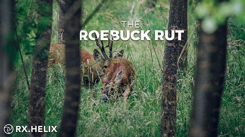 The Roebuck Rut | Hunting Magic Moments