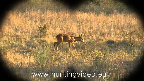 Roe Buck Hunting In Hungary Nagykanizsa (HD)