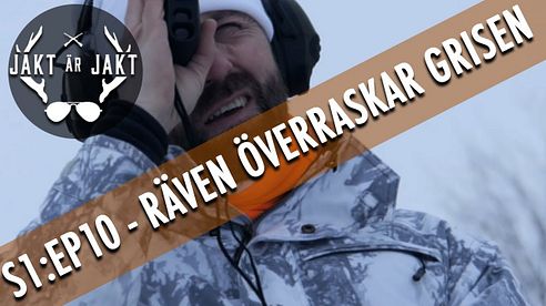 Räven överraskar grisen.