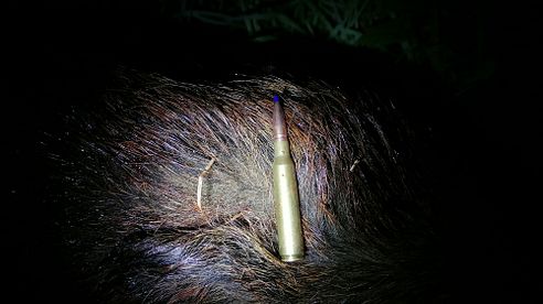 6,5x57 die verstaubte Alleskönnerin 