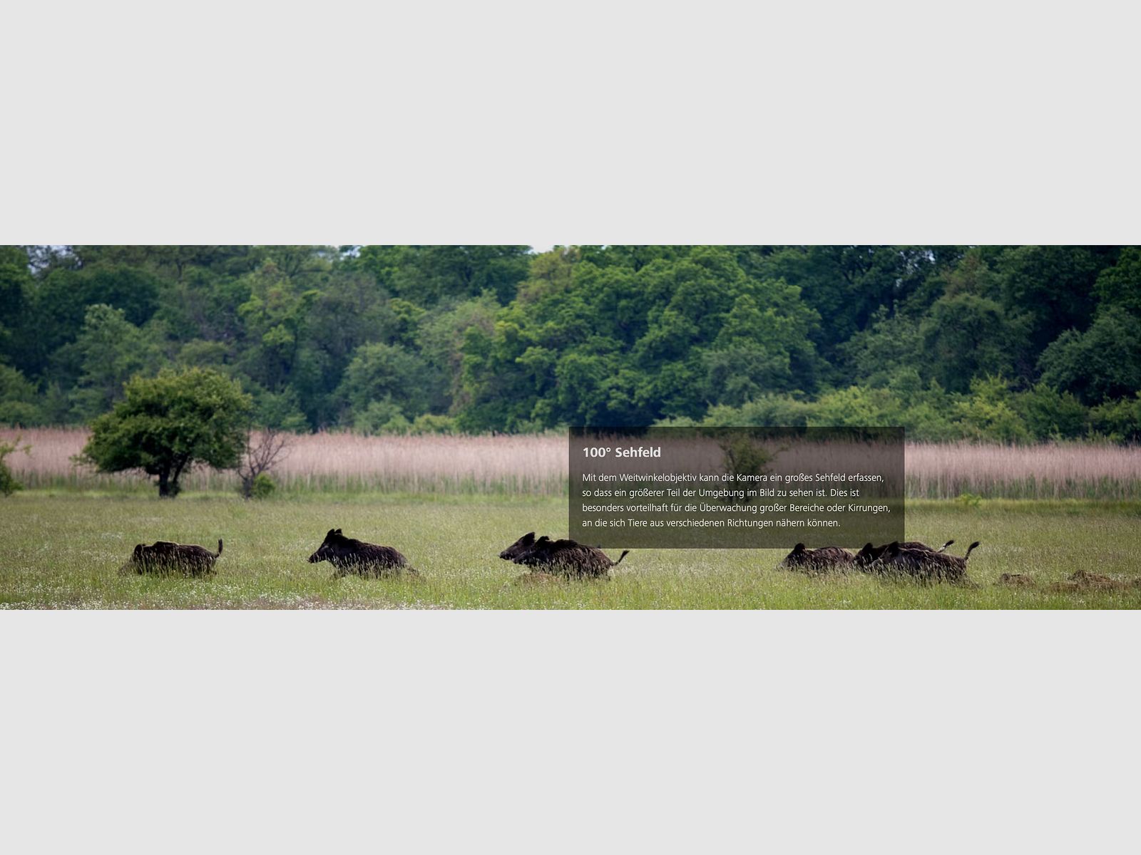 ZEISS Secacam 5 Groothoek Wildcamera 100 graden gezichtsveld 25m detectie