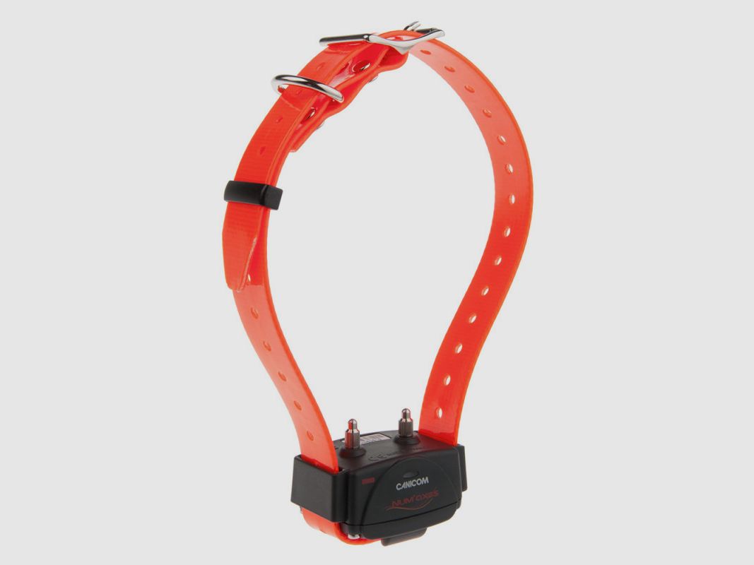Zusätzliches Halsband Canicom Orange