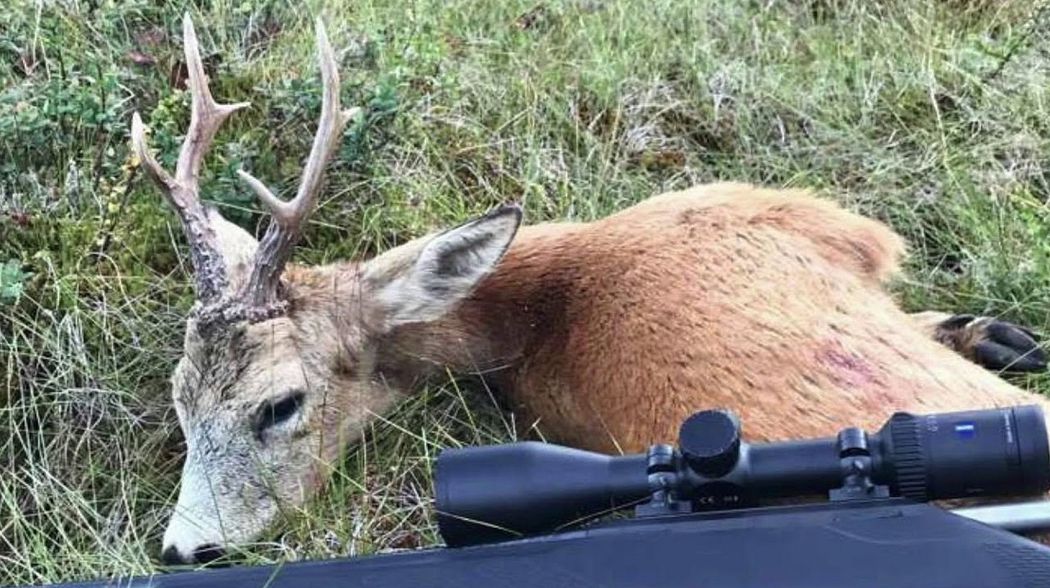 På jakt etter rådyrbukk 2017, roebuck hunting