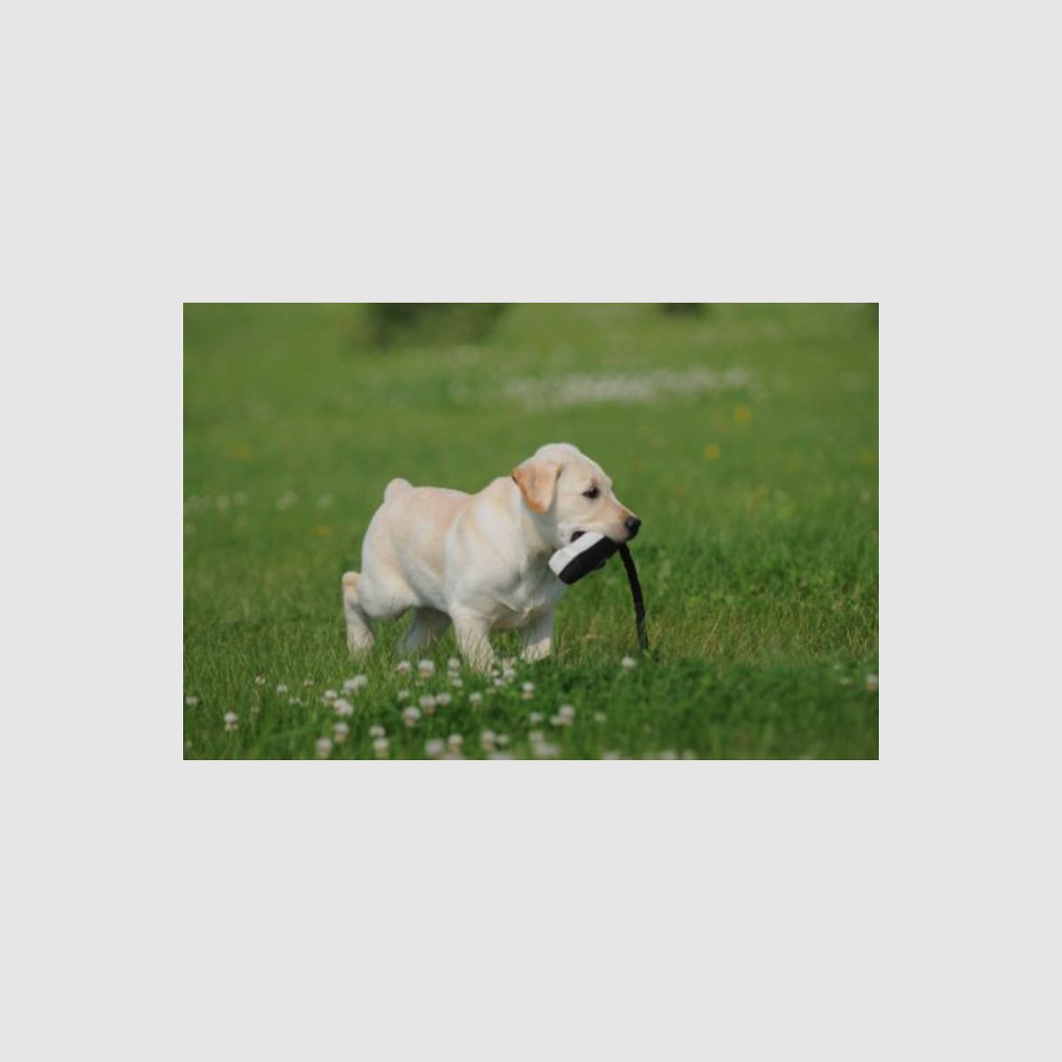 ASD Dummy 200g Canvas Bumper 2