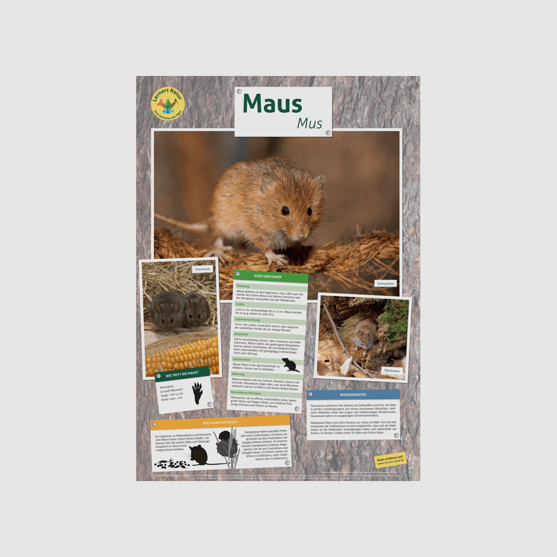 Lernort Natur-Tierposter Maus