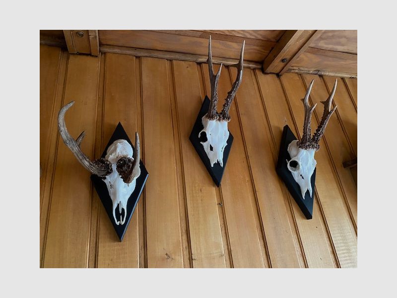 Horn board - trophy board roe deer Waldemar - color black, gray or white