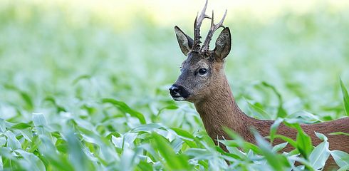 Jagd im Sommer - die beste Ausrüstung