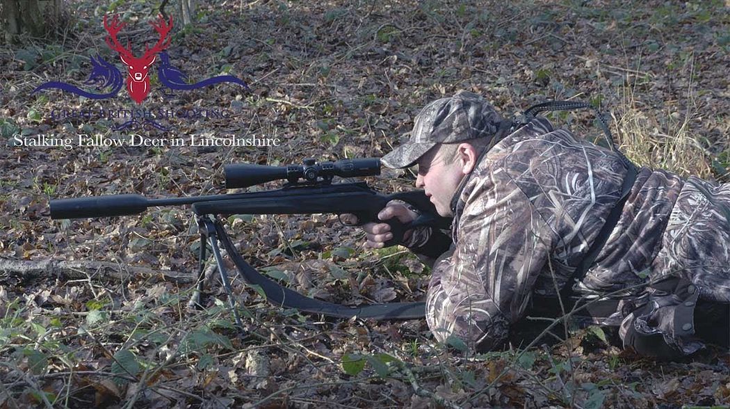 Fallow Deer Stalking in Lincolnshire