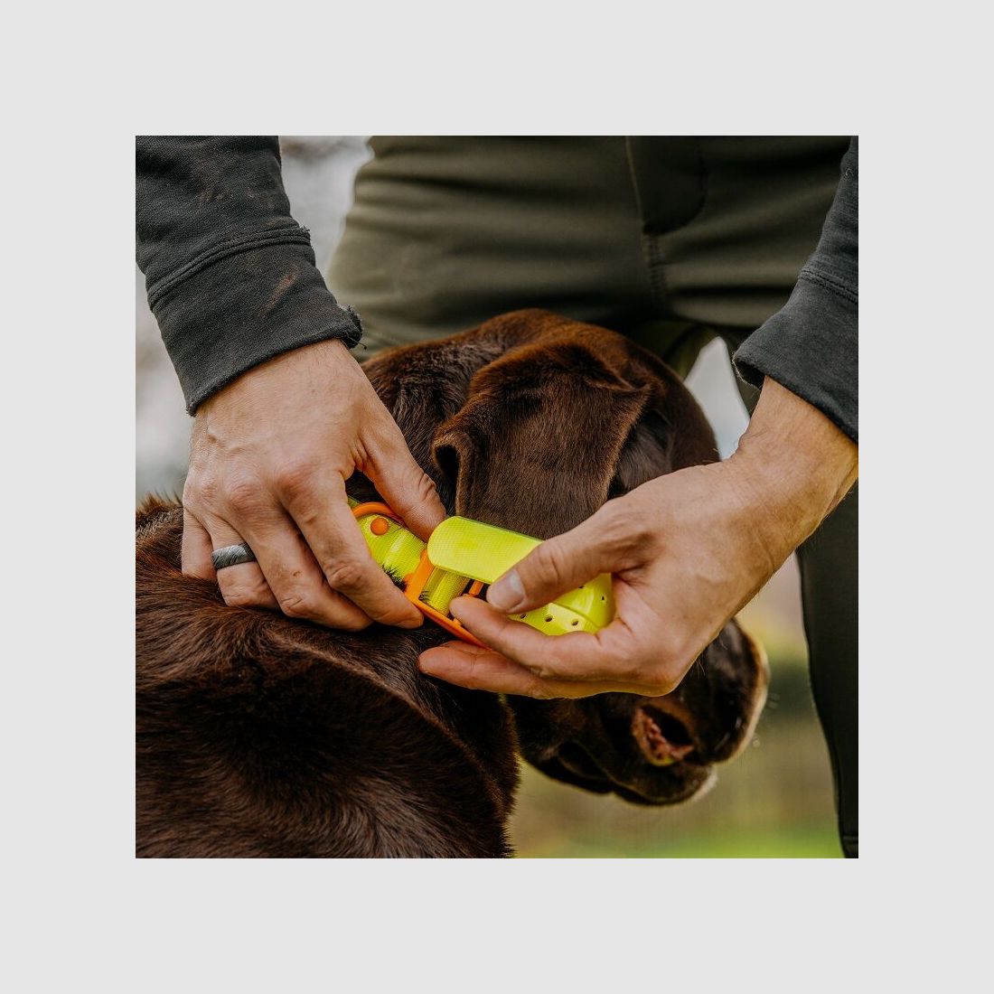 HP&G Hundehalsband 19mm Gelb
